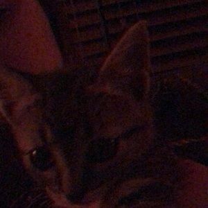 Meet your Posher, Kylea